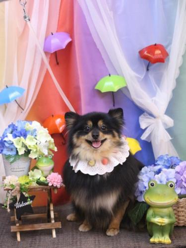 20230620アンバーちゃん